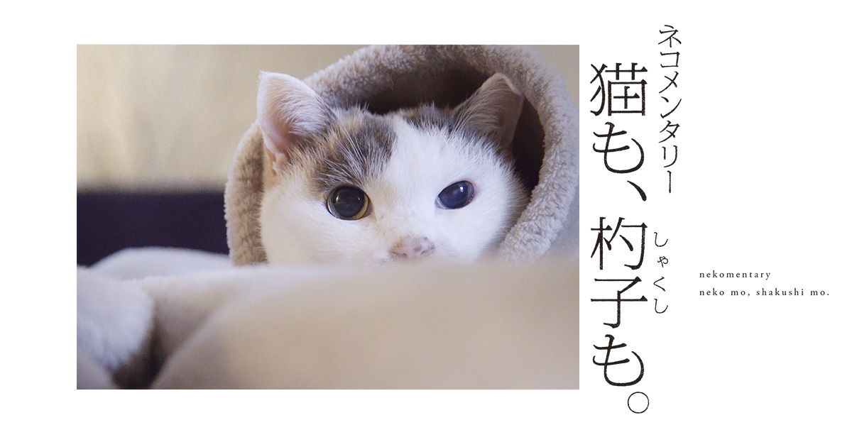 Amazon.co.jp: ネコメンタリー猫も、杓子も。2 [DVD] : 岸政彦